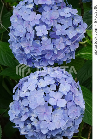 Temari flower hydrangea companion 03 Temari flower hydrangea companion 03 67015386