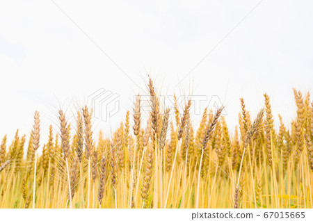 Wheat field wheat 67015665