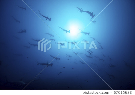 Horde of hammerhead sharks Horde of hammerhead sharks 67015688