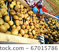 馬鈴薯農業豐收北海道 馬鈴薯農業豐收北海道 67015786