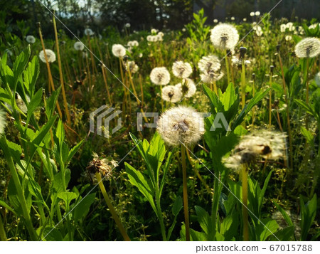 Yoseharu蒲公英水上湖邊花園 Yoseharu蒲公英水上湖邊花園 67015788