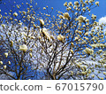 玉蘭新年開花藍天盛開北海道 玉蘭新年開花藍天盛開北海道 67015790
