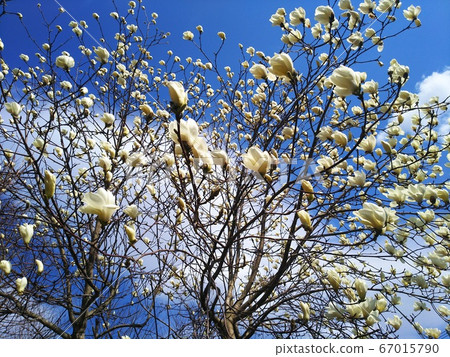 玉蘭新年開花藍天盛開北海道 67015790