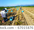 馬鈴薯農業豐收北海道 馬鈴薯農業豐收北海道 67015876