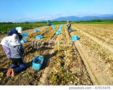 Potato agriculture harvest Hokkaido 67015876