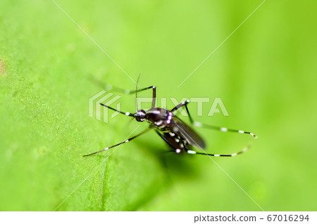 白紋伊蚊 67016294