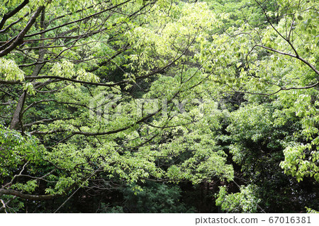 Fresh green Fresh green 67016381