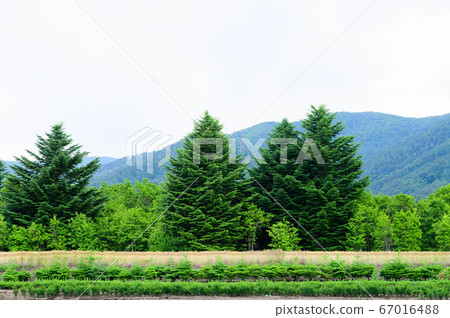 Tree and mountain fir tree Tree and mountain fir tree 67016488