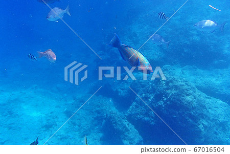 魚在海裡 魚在海裡 67016504