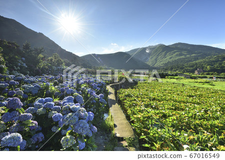 繡球花,陽明山,竹子湖繡球花,山,小油坑 67016549