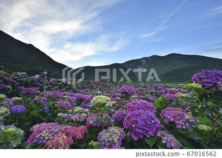 繡球花,陽明山,竹子湖繡球花,山,小油坑 67016562