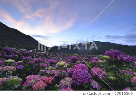 Hydrangea, Yangming Mountain, Bamboo Lake Hydrangea, Mountain, Xiaoyoukeng Hydrangea, Yangming Mountain, Bamboo Lake Hydrangea, Mountain, Xiaoyoukeng 67016566