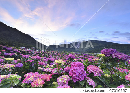 Hydrangea, Yangming Mountain, Bamboo Lake Hydrangea, Mountain, Xiaoyoukeng 67016567