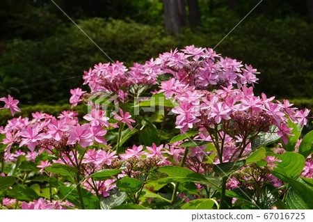 桃花07 67016725