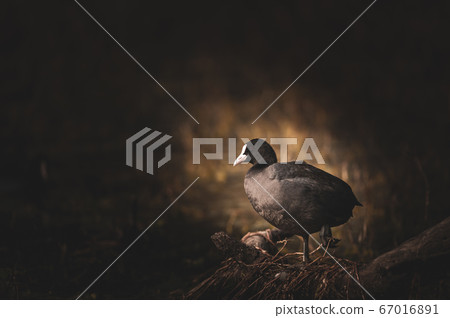 Fine art image of Eurasian coot or common coot or Australian coot or Fulica atra floating in water during winter migration at keoladeo national park or bird sanctuary bharatpur rajasthan india Fine art image of Eurasian coot or common coot or Australian coot or Fulica atra floating in water during winter migration at keoladeo national park or bird sanctuary bharatpur rajasthan india 67016891