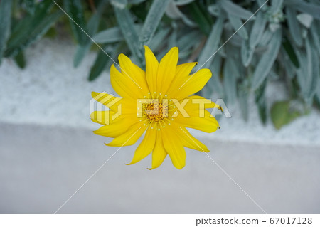 黃花 黃花 67017128