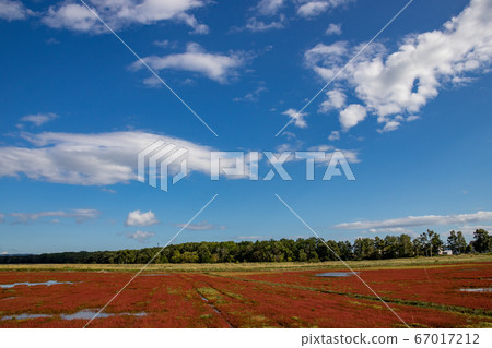 Red coral grass and blue sky on the beach 67017212