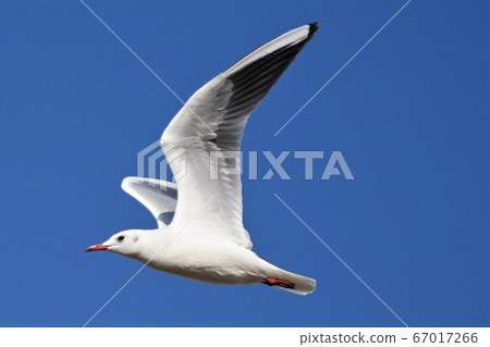 seagull seagull 67017266