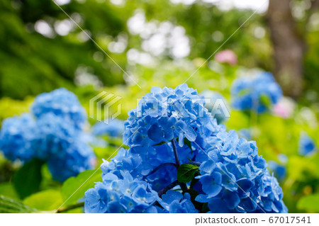 A beautiful blue hydrangea blooming at "Shifukuji" in Sendai City, Miyagi Prefecture, Japan 67017541