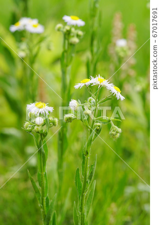Himejoon is about to start blooming... 1 67017691