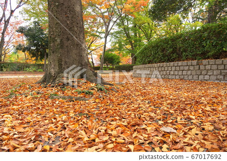 Park scenery in late autumn with dead leaves of keyaki 67017692