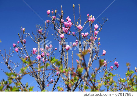Purple magnolia and blue sky seen through the hedge 67017693