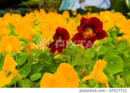 Crimson nasturtium in the sea of yellow flowers 67017712