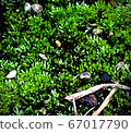 Dark green and driftwood 67017790