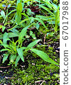 Healing of nature 67017988