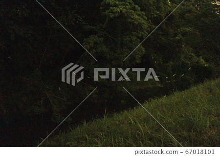 源氏螢火蟲 67018101