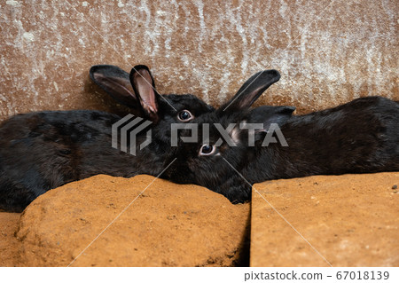 two black Rabbit or Bunny or Hare resting on two black Rabbit or Bunny or Hare resting on 67018139