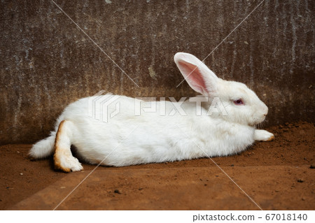 white Rabbit or Bunny or Hare resting on ground white Rabbit or Bunny or Hare resting on ground 67018140