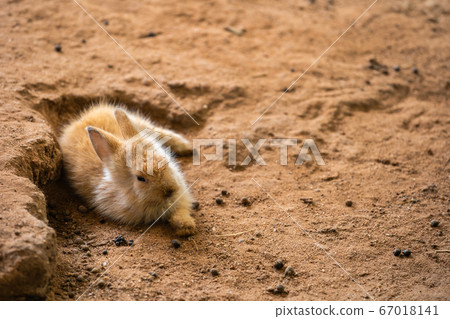 brown baby Rabbit or Bunny or Hare resting on brown baby Rabbit or Bunny or Hare resting on 67018141