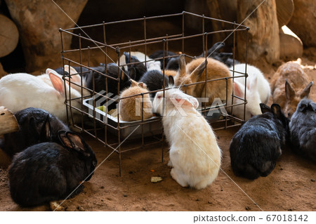 group of rabbit eating fruit group of rabbit eating fruit 67018142