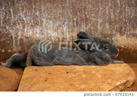 gray Rabbit or Bunny or Hare resting on ground 67018143