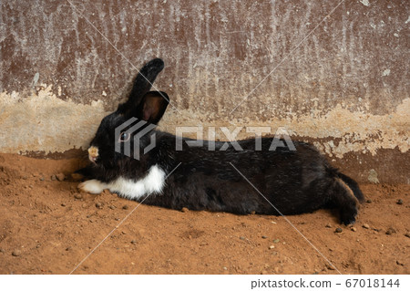 Black Rabbit or Bunny or Hare resting on ground Black Rabbit or Bunny or Hare resting on ground 67018144