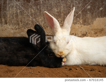 two white and black Rabbit or Bunny or Hare two white and black Rabbit or Bunny or Hare 67018145