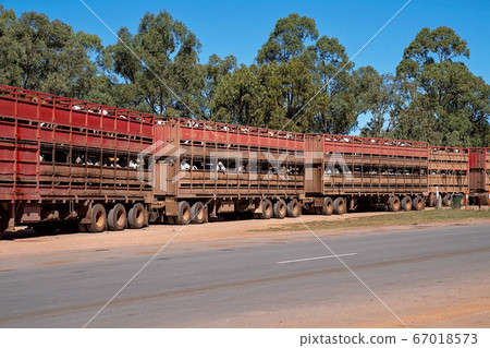 Outback Road Train Carting Cattle To Market Outback Road Train Carting Cattle To Market 67018573