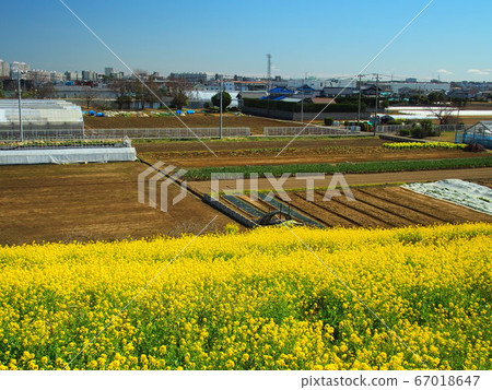 從江戶川岸看到油菜花盛開的田野景觀 從江戶川岸看到油菜花盛開的田野景觀 67018647