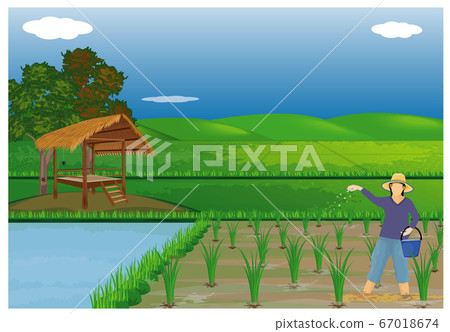 farmer manure rice plant vector design farmer manure rice plant vector design 67018674