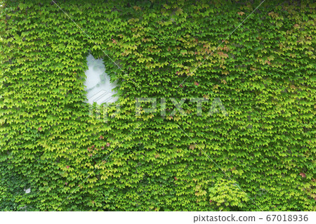 Ivy pattern 67018936