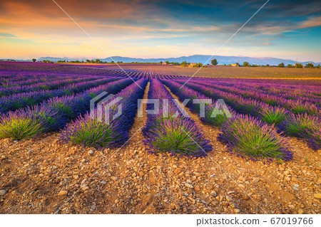 Amazing purple lavender fields in Provence region, Valensole, France, Europe  67019766