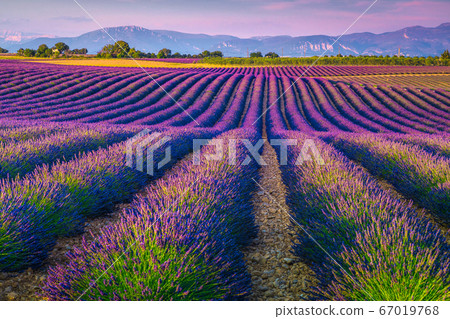 Beautiful purple lavender fields in Provence region, Valensole, France, Europe Beautiful purple lavender fields in Provence region, Valensole, France, Europe 67019768