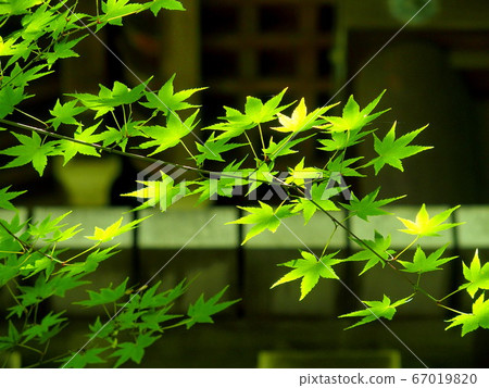 Terayamamon and autumn leaves 67019820