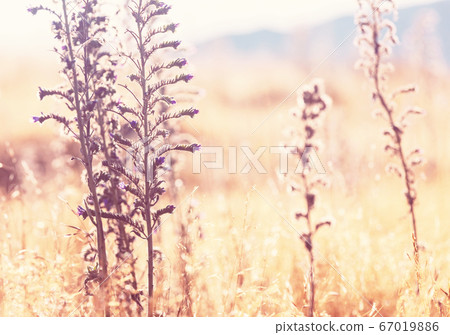 Mountain meadow Mountain meadow 67019886