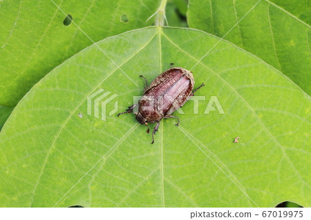 "Kofukigogane" standing still on the leaves of weeds Yatsuka Town, Matsue City, Shimane Prefecture 67019975