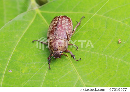 "Kofukigogane" standing still on the leaves of weeds Yatsuka Town, Matsue City, Shimane Prefecture 67019977
