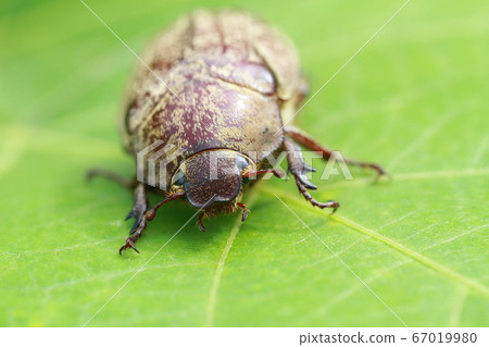 "Kofukigogane" standing still on the leaves of weeds Yatsuka Town, Matsue City, Shimane Prefecture 67019980