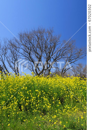 油菜開花的春天的江戶川河床景觀 油菜開花的春天的江戶川河床景觀 67020302