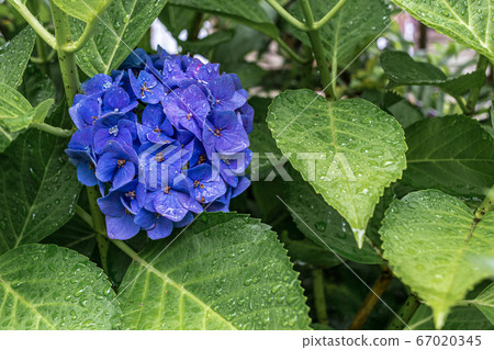 Hydrangea rainy season 67020345